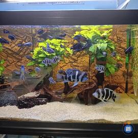 Image Bourse aux Poissons et Oiseaux exotiques (photo 1)
