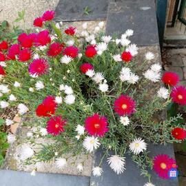 Image vide grenier de la grand font (photo 1)