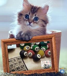 Image Bingo Loto Les Chats Libres de Haguenau (photo 1)