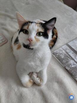 Image Vide grenier Chats errants et abandonnés à St Pierre la Mer (photo 1)