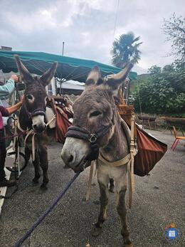 Image Vide-greniers et marché aux plantes de Printemps (photo 1)