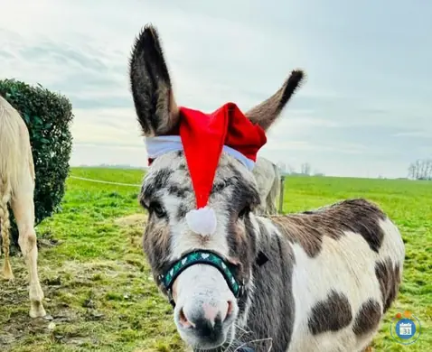 Affiche Marché de Noël