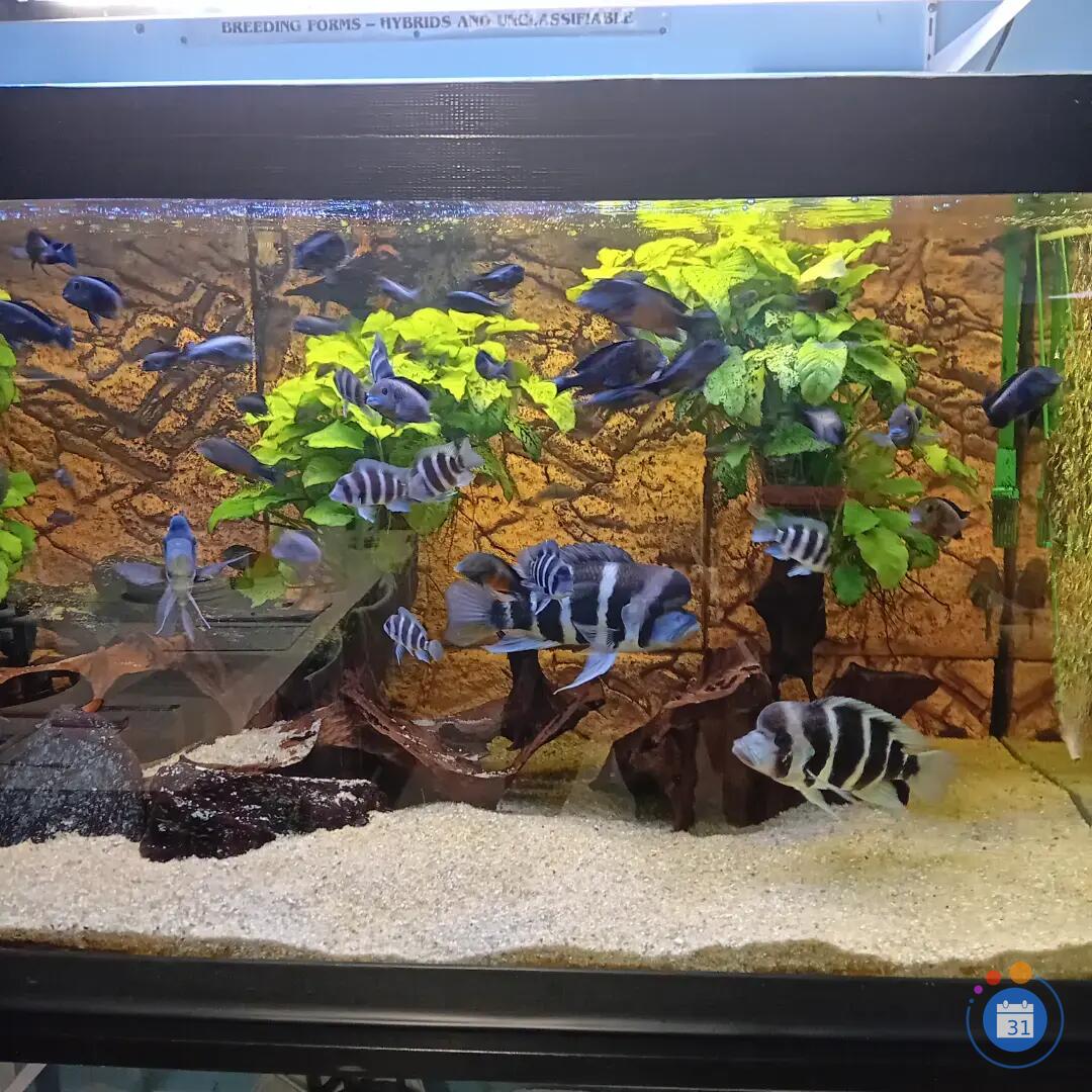 Image Bourse aux Poissons et Oiseaux exotiques (photo 1)
