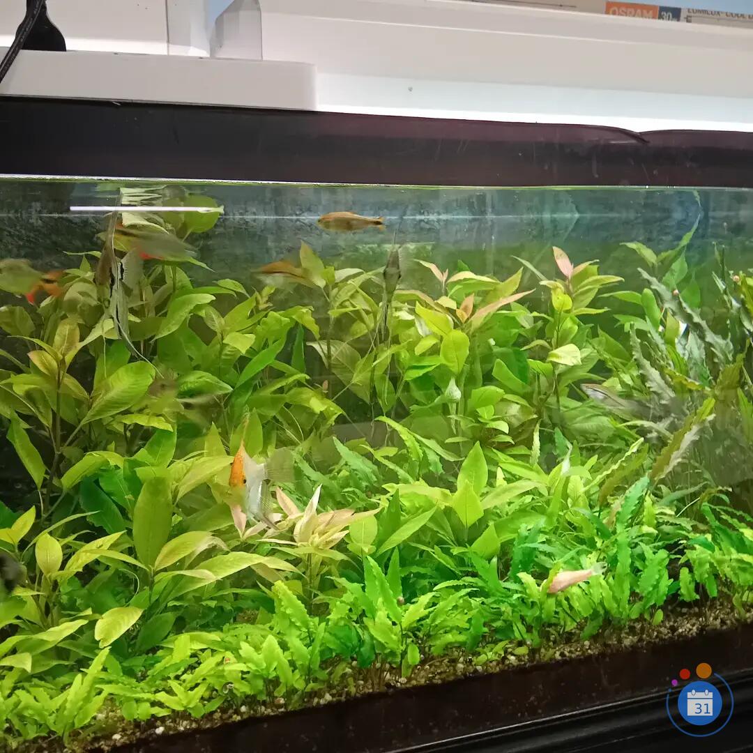 Image Bourse aux Poissons et Oiseaux exotiques (photo 2)