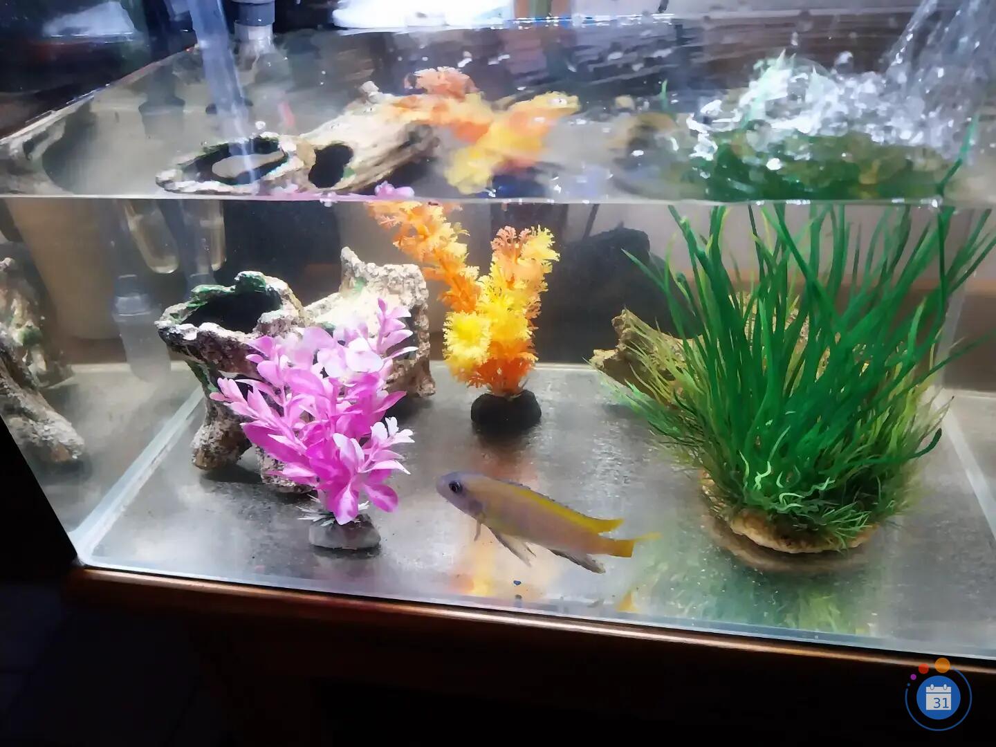 Image Brocante du pêcheur et des aquariohilie. (photo 4)
