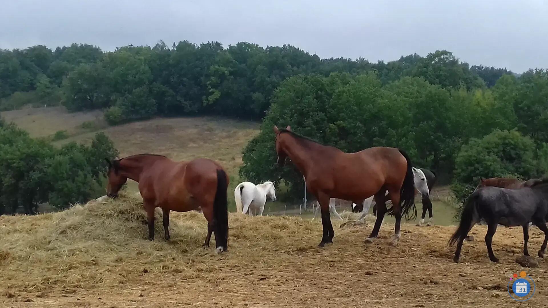 Image GRAND LOPTO EN FAVEUR DES CHEVAUX (photo 1)