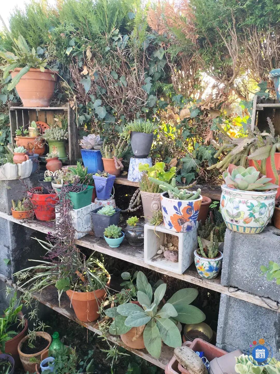 Image Grand vide maison, vide plantes et garage, tout débarrasser cause vente maison (photo 2)