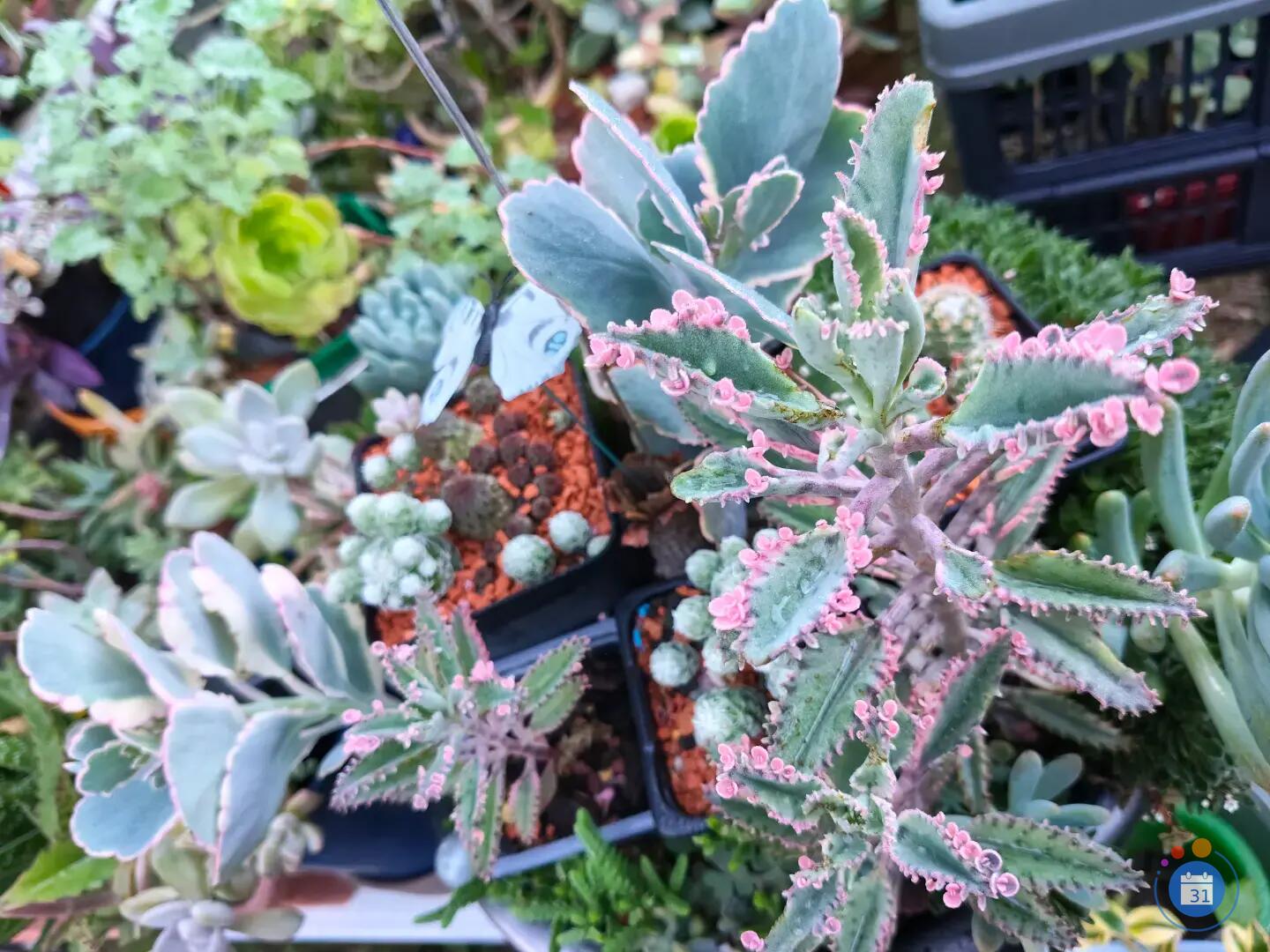 Image Vide jardin Plantes Succulentes et autres (photo 2)