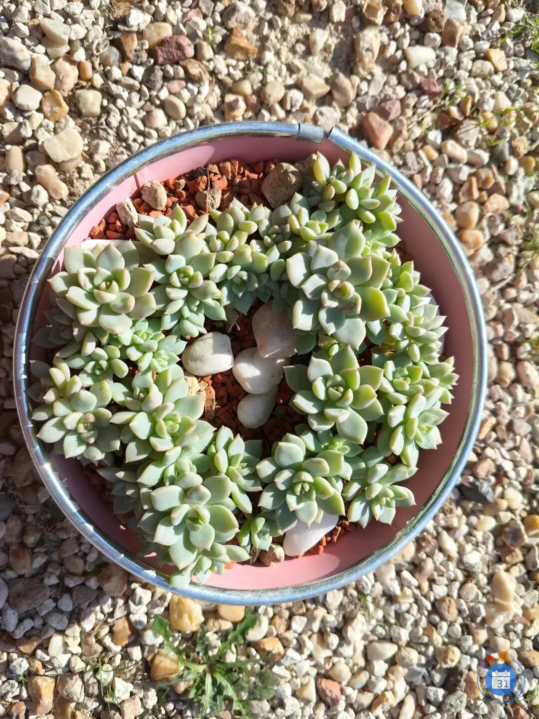 Image Vide jardin Plantes Succulentes et autres (photo 3)