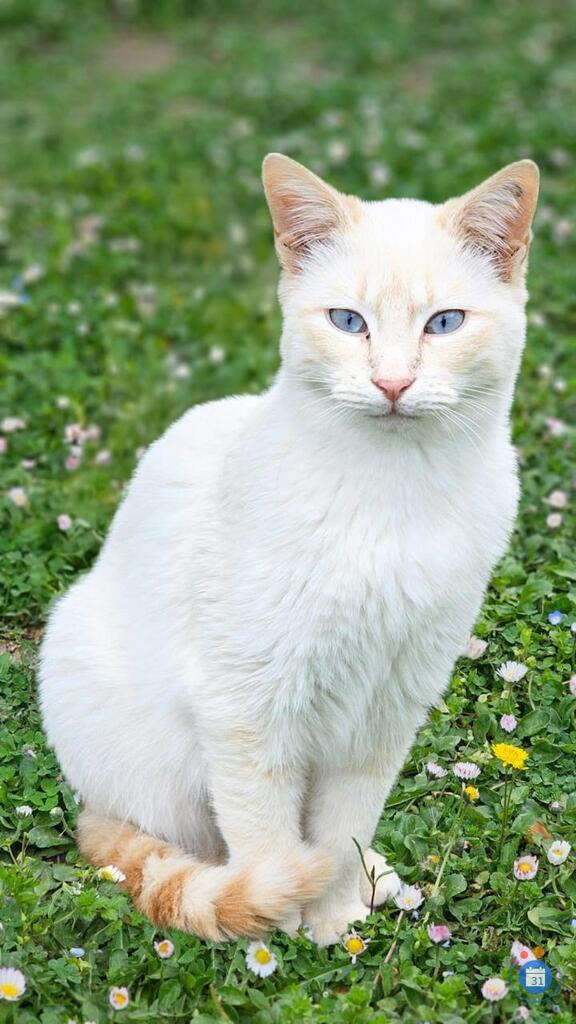 Image Vide grenier Association Chats Solidarité (photo 1)