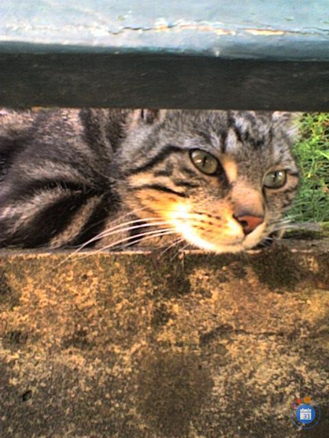 Image vide grenier de l'association Franco-Algérienne Fameck (photo 1)