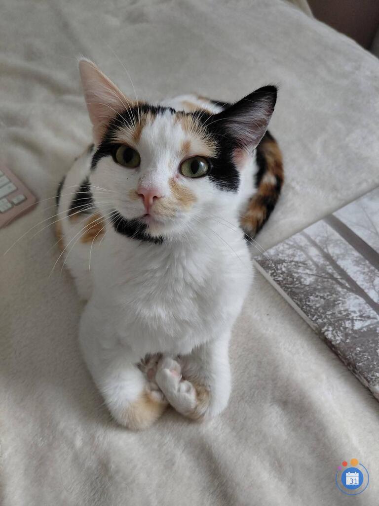 Image Vide grenier Chats errants et abandonnés à St Pierre la Mer (photo 1)